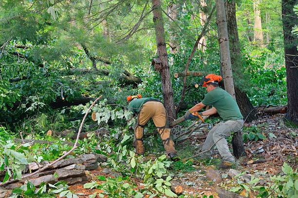 Best Tree Pruning Services  in Shelley, ID